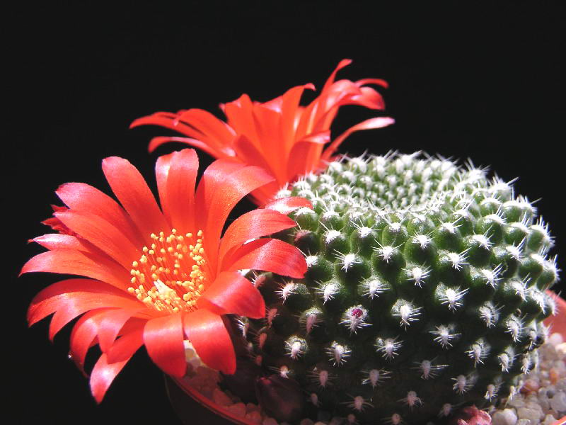 Rebutia krainziana.jpg