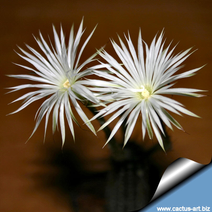 setiechinopsis mirabilis.jpg