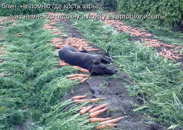 кость зарыл.jpg