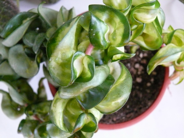 H. Carnosa Compacta var..jpg