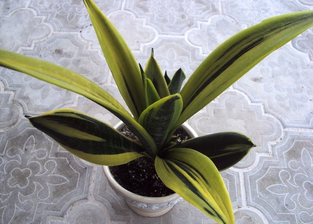 Sansevieria trifasciata 'Gold Flame'.JPG