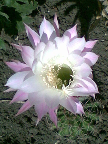 Echinopsis sp.jpg