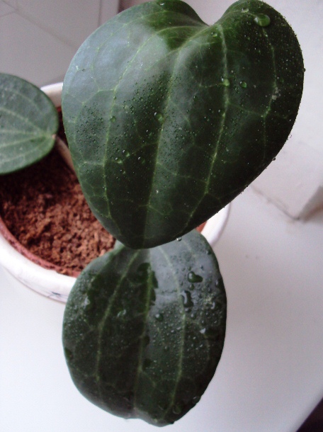 Hoya latifolia.jpg