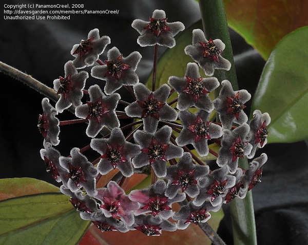 Hoya pubicalyx 'Royal Hawaiian Purple' цветение.jpg