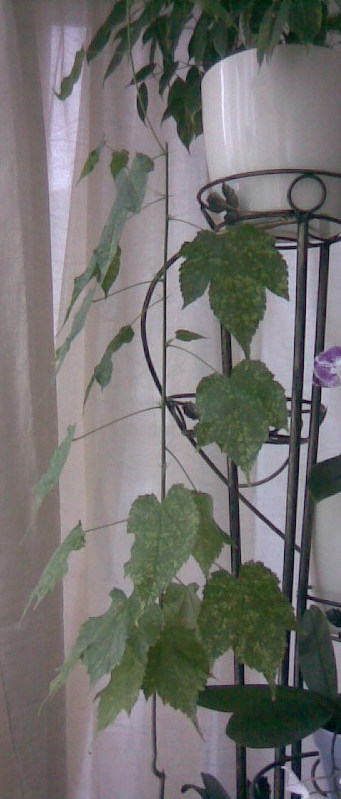 Image050.jpg