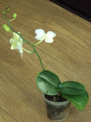 DSC02669.jpg