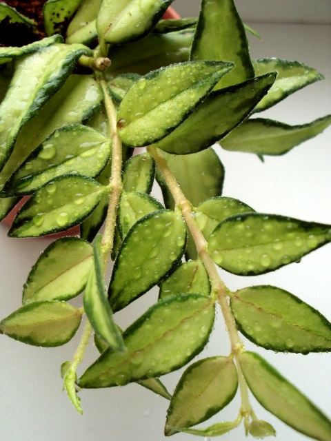 Hoya Bella 'Luis Buis'.JPG