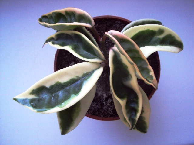 Hoya Carnosa cv. Suzi Q.JPG