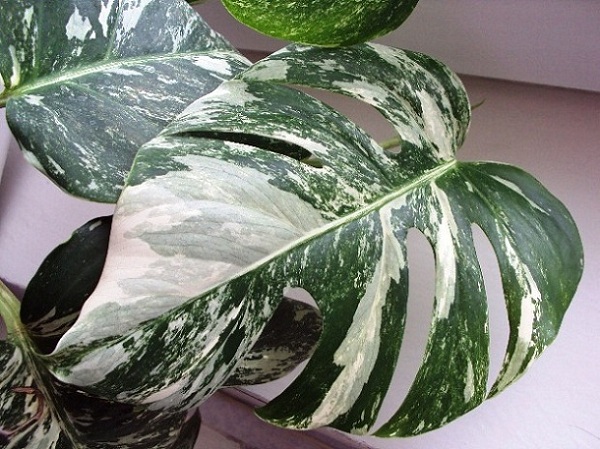 Monstera deliciosa Borsigiana.JPG