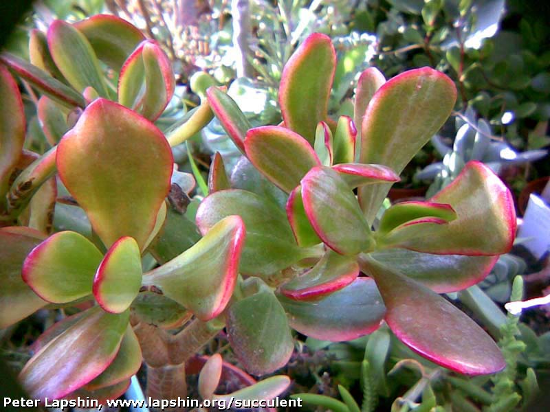 Crassula-Sunset-variegata-Lapshin.jpg