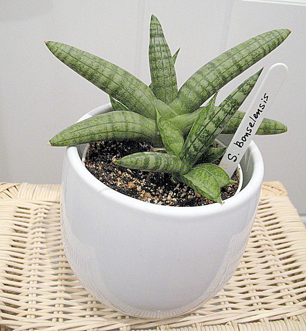 s.bonselensis.JPG
