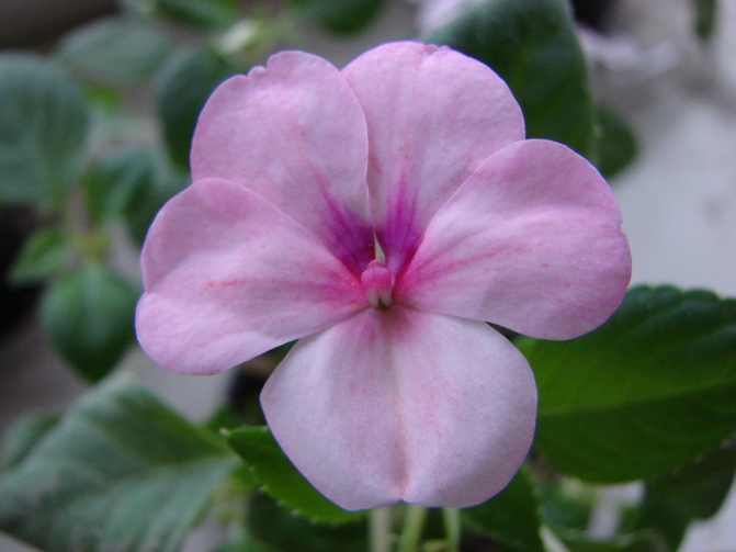 Lavender Butterfly1.JPG