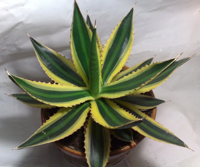 Lophantha quadricolor.jpg