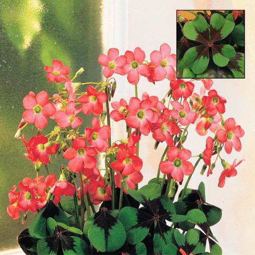 Oxalis Iron Cross.jpg