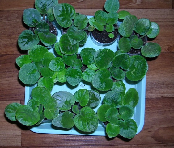 DSCN7359.JPG