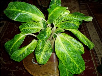 aglaonema King of Siam.jpg