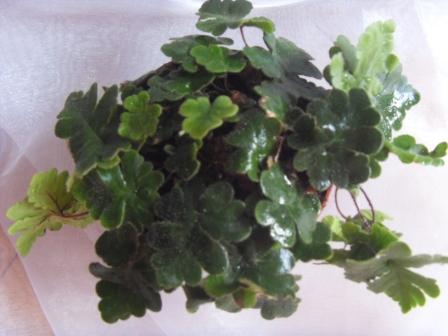 Хемионитис дланевидный Hemionitis palmata.JPG