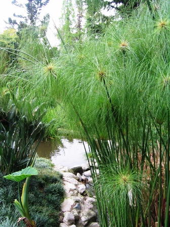 cyperus_papyrus.jpg