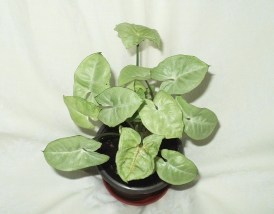 DSC04974.JPG
