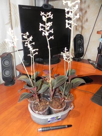 DSCN4921.JPG