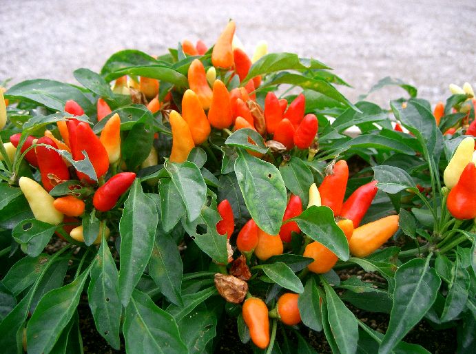 Capsicum_annuum1.jpg