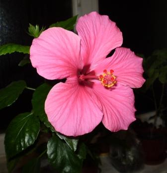 PB150102.JPG