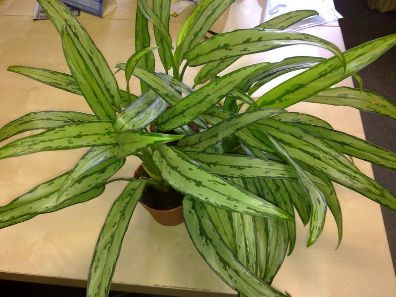 Aglaonema Cutlass..jpg