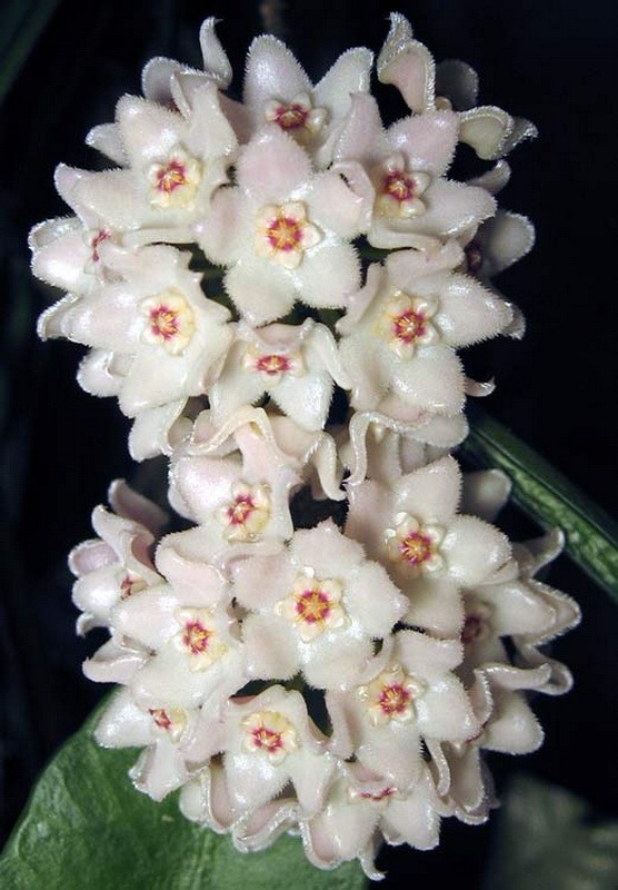 Hoya shepherdii.jpg