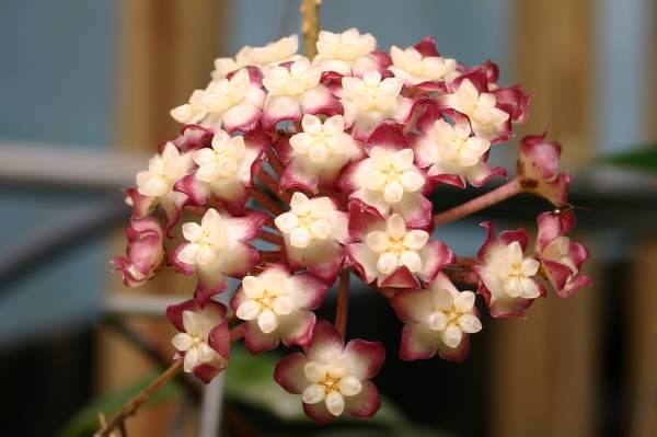 Hoya cv Jennifer flower.jpg