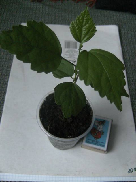 PICT4201.JPG