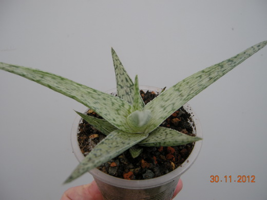 DSCN0839.JPG