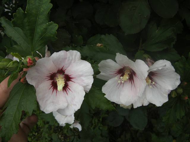 PICT1878.JPG