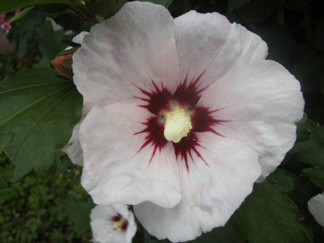 PICT1879.JPG111.jpg