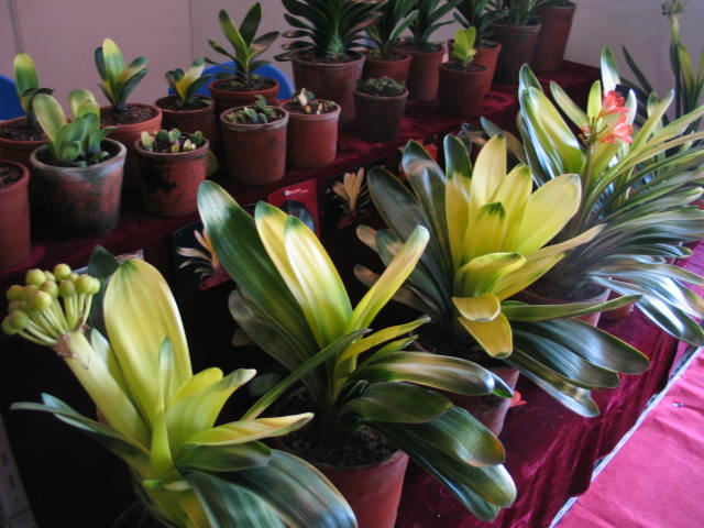 buddha light seeds.jpg