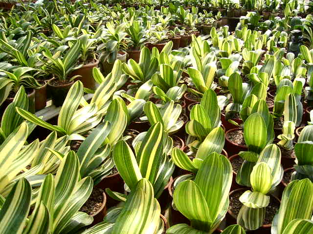 variegated clivias seeds.jpg