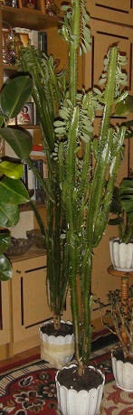 DSC02260.JPG