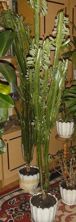 DSC02264.JPG