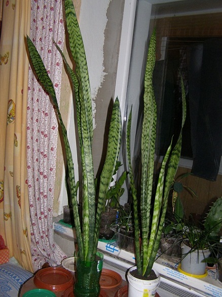 P1250040.JPG