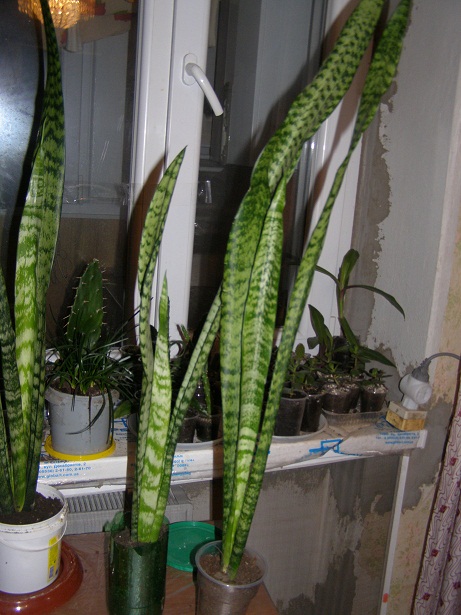 P1250041.JPG