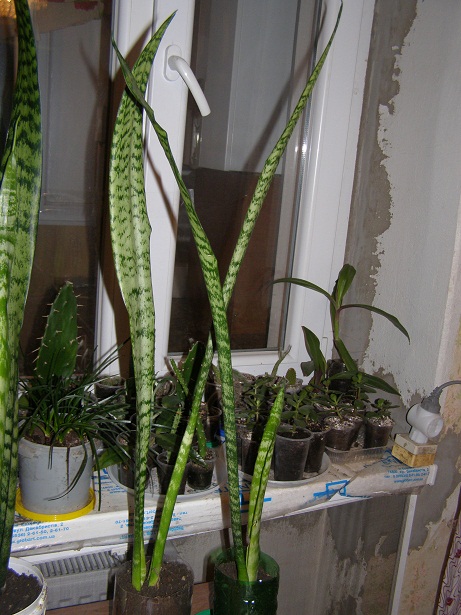 P1250046.JPG