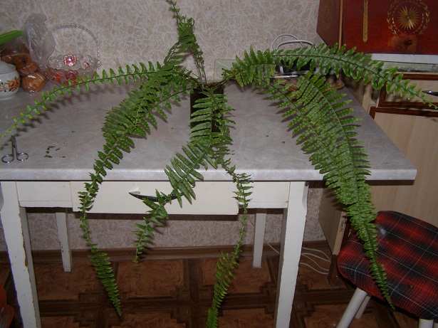 P1230015.JPG
