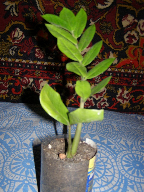 P1290046.JPG