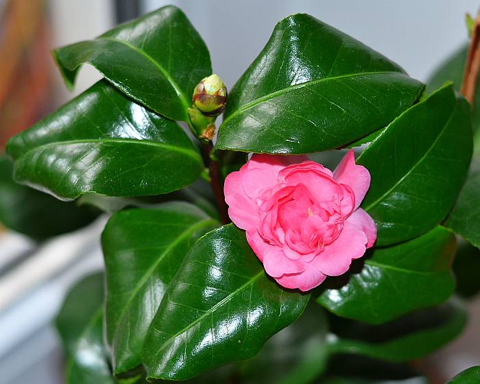 DSC_0322.JPG