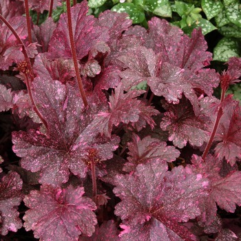 heuchera_midnight_rose_select_1b-qpr-qpr.jpg