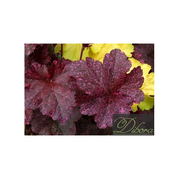 heuchera-midnight-rose.jpg