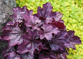 Heuchera 'Plum Royal'-500x500.jpg