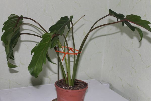 IMG_9756.jpg