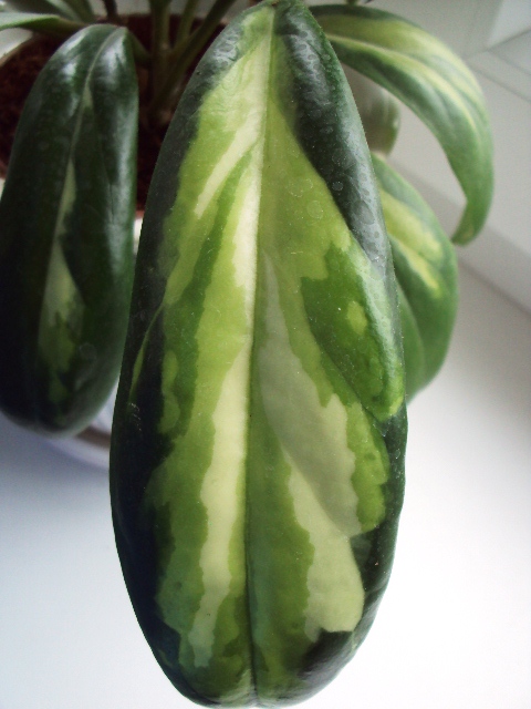 Hoya incrassata Moonshadow.JPG