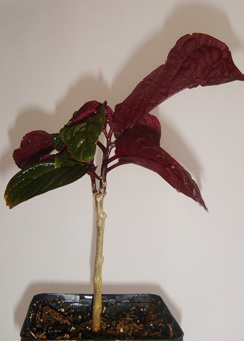 DSC02868.jpg