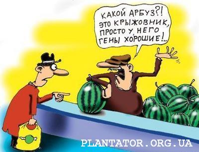 арбуз.jpg